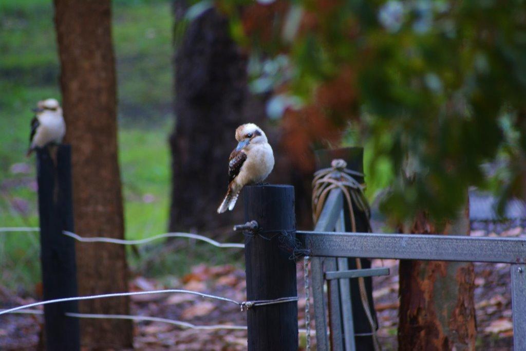 Black Cockatoo Lodge Nannup Kültér fotó
